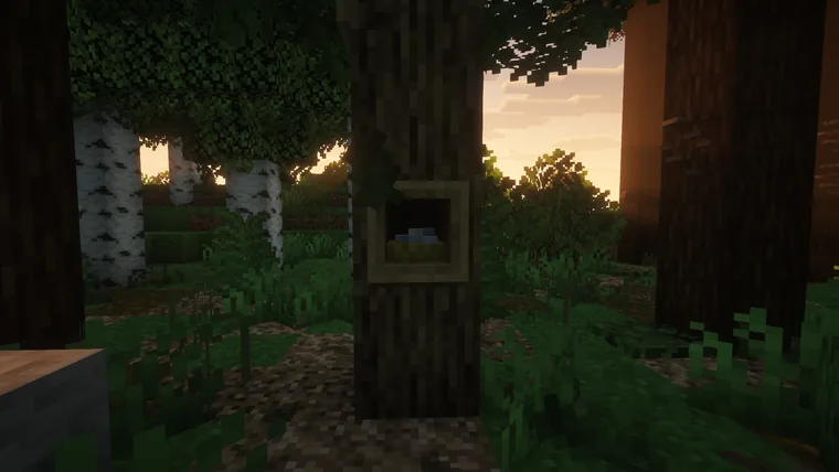 A window set into the trunk of a huge tree at sunset, with birch trees behind it.