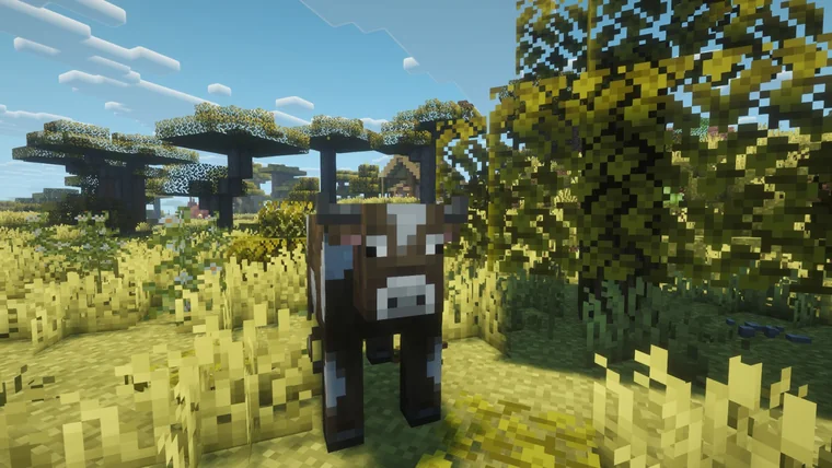 A black and white cow in savanna grass beneath acacia trees.