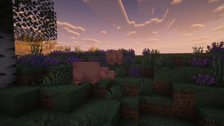 Pigs grazing on a mossy hillside among purple flowers at sunset.